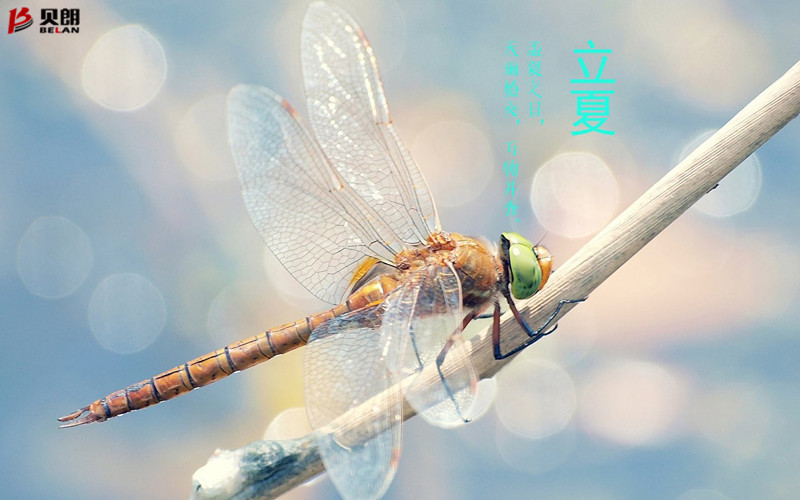 立夏啦!立夏啦! 立夏啦!立夏啦!